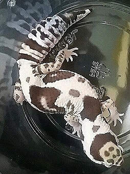 s-s-ホワイトアウトアベラント (2)