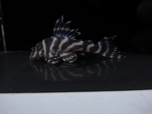 No.6 ホワイトニューメガクラウンゼブラ