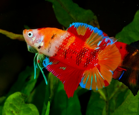 セレクトベタ プラカットニモダブルテール ニモオッドアイ 株式会社リオ 熱帯魚 淡水魚 海水魚 サンゴ 水草 鳥 小動物 爬虫類 昆虫 器具などの輸入卸販売