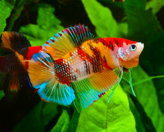 セレクトベタ プラカットニモダブルテール ニモオッドアイ 株式会社リオ 熱帯魚 淡水魚 海水魚 サンゴ 水草 鳥 小動物 爬虫類 昆虫 器具などの輸入卸販売