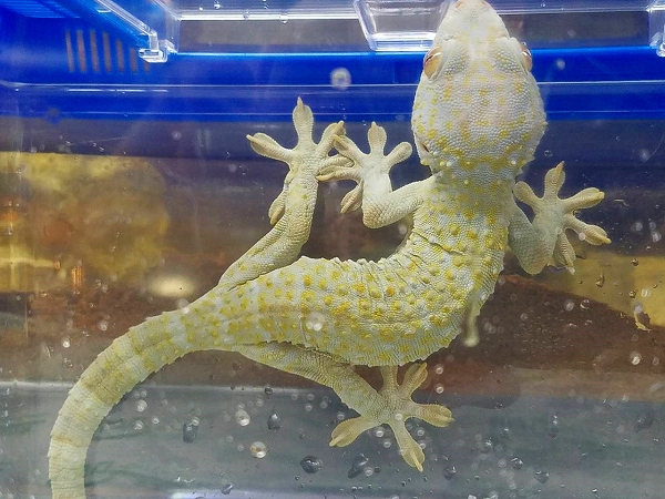 トッケイゲッコー オッドカラー 株式会社リオ 熱帯魚 淡水魚 海水魚 サンゴ 水草 鳥 小動物 爬虫類 昆虫 器具などの輸入卸販売