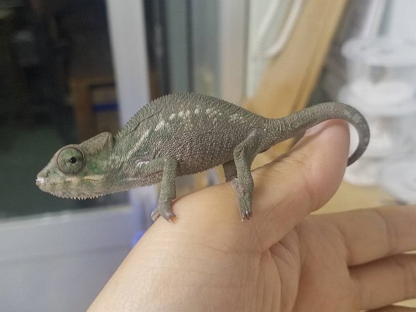 パンサーカメレオン ノシベ 株式会社リオ 熱帯魚 淡水魚 海水魚 サンゴ 水草 鳥 小動物 爬虫類 昆虫 器具などの輸入卸販売